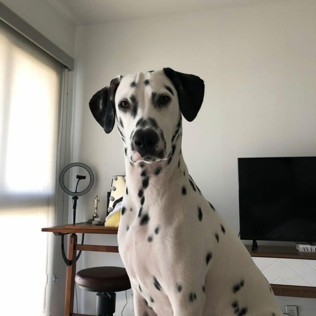 Dalmatian standing and looking in front of him