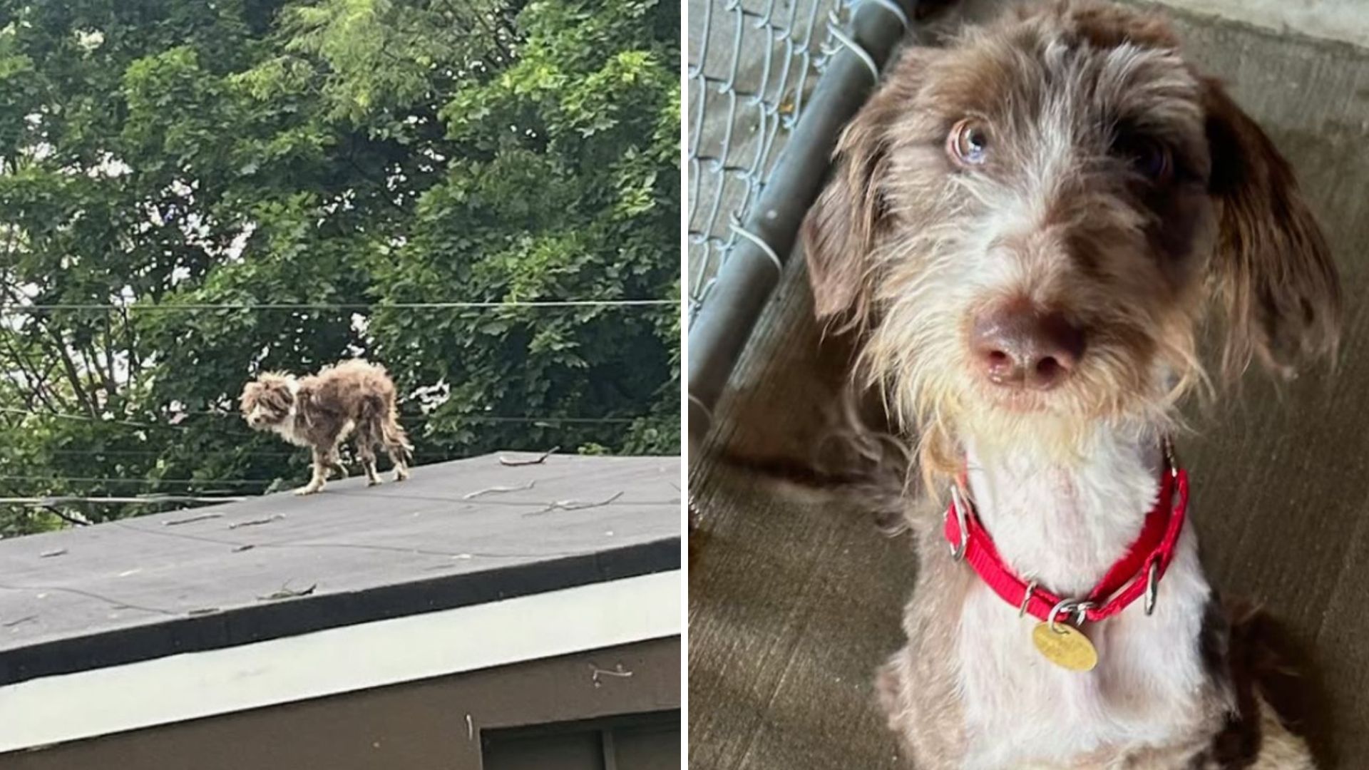 Dog Climbs Onto A Roof In New Jersey
