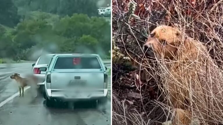 Dog Tossed From Car And Left In Storm