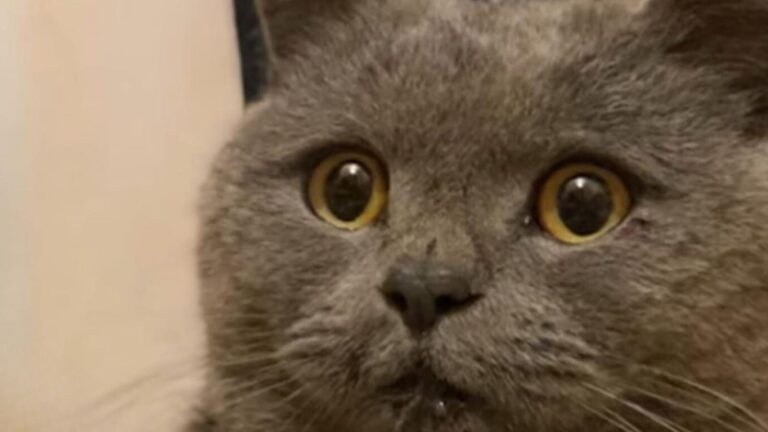 Florida Cat Surrounded By Pack Of Angry Dogs Desperately Fights For Life