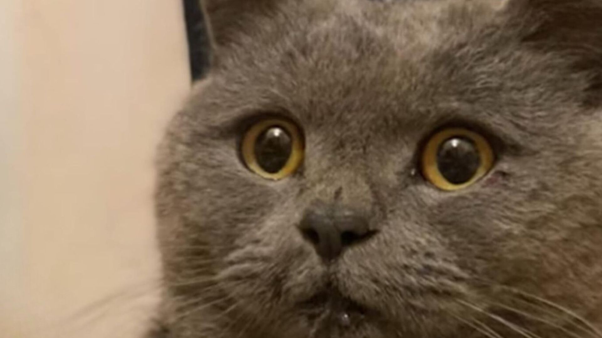 Florida Cat Surrounded By Pack Of Angry Dogs Desperately Fights For Life