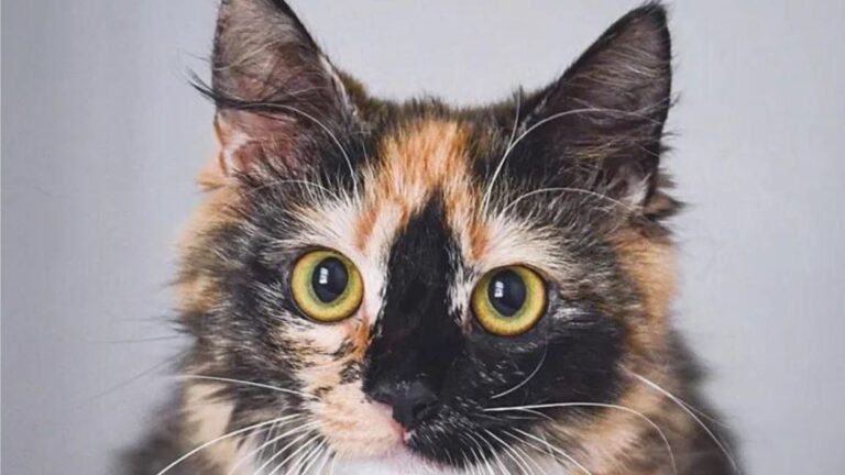 Florida Couple Brings Home A Stray Kitty