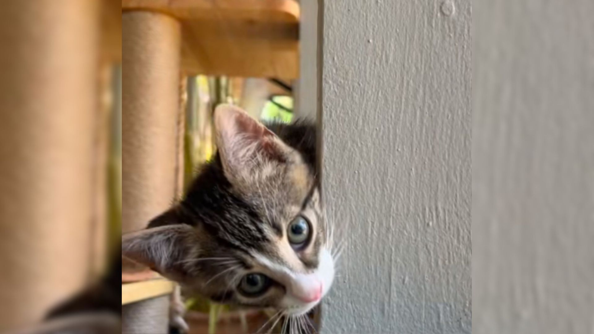 Florida Couple Heads For Coffee At Starbucks Drive-Thru