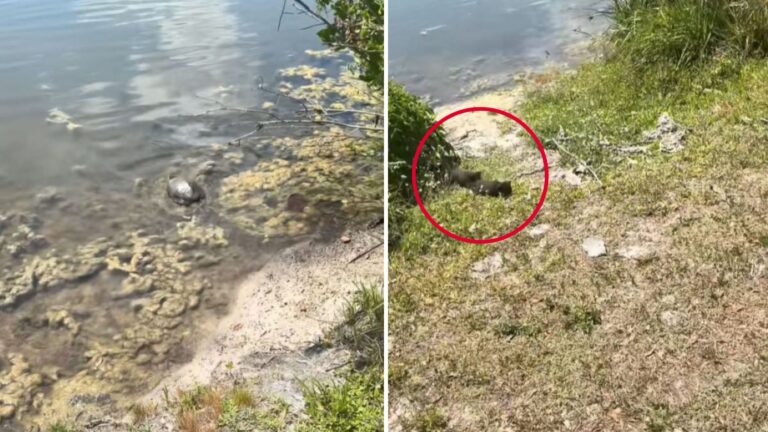 Florida Couple Rescues A Turtle