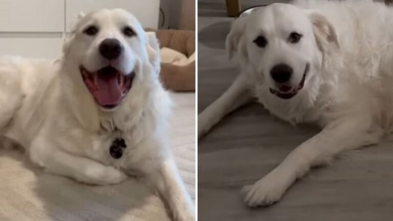 Florida Family Wants Their Deaf Dog Put Down