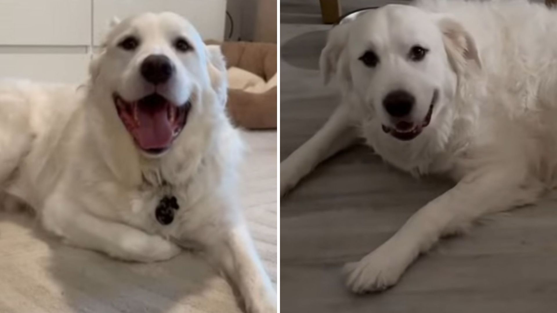 Florida Family Wants Their Deaf Dog Put Down