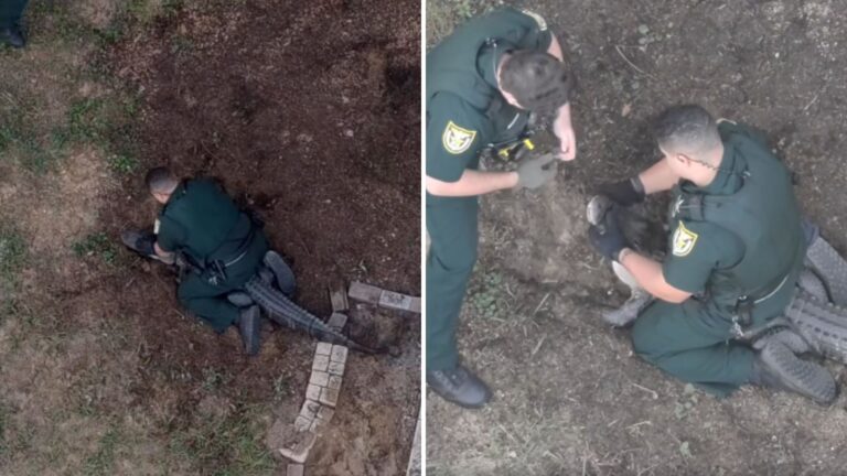 Florida Officers Wrestle Giant Alligator Out