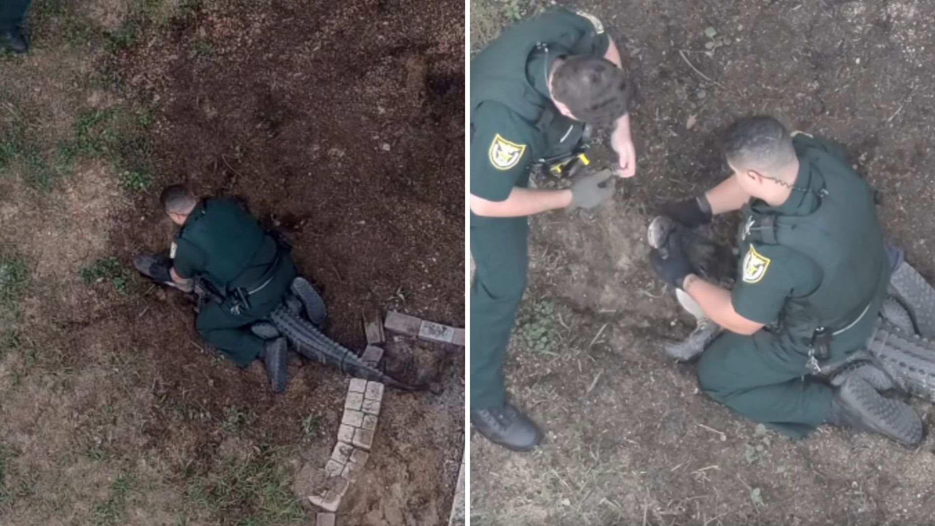 Florida Officers Wrestle Giant Alligator Out
