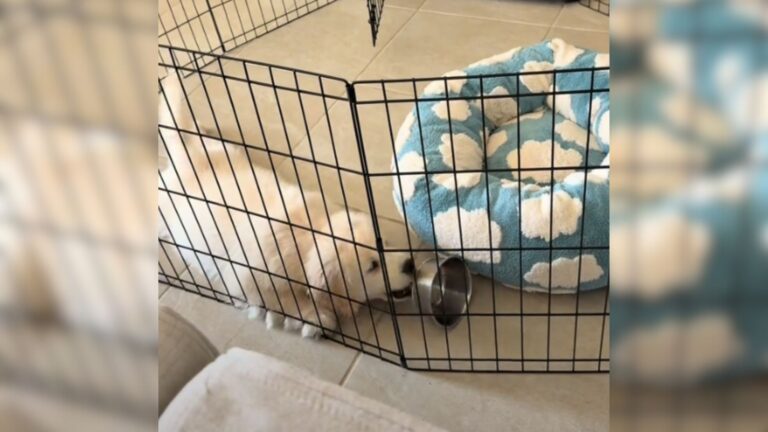 Florida Pup Throws A Total Tantrum Over Empty Bowl