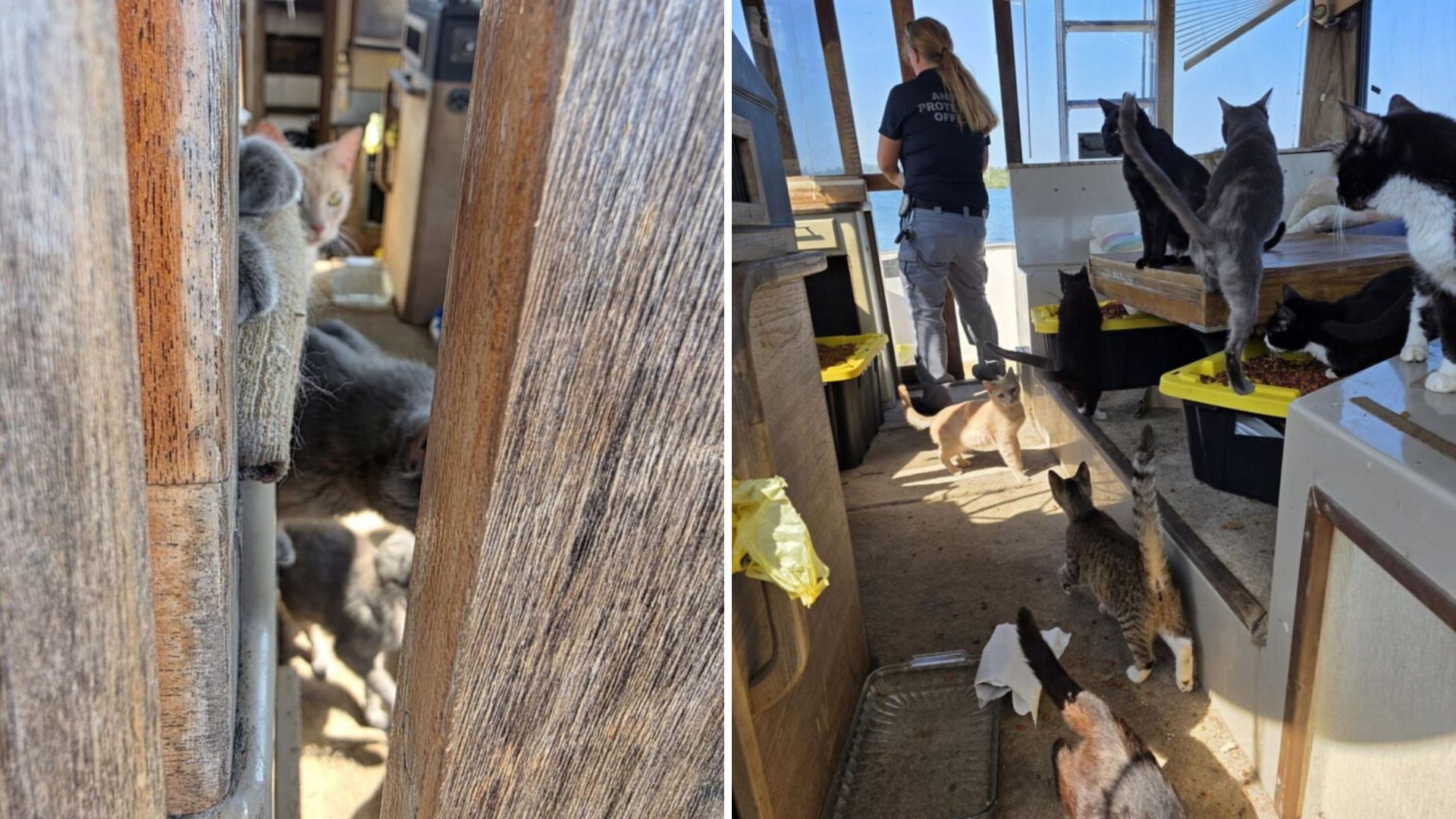 Florida Rescuers Left In Shock After Finding 23 Cats