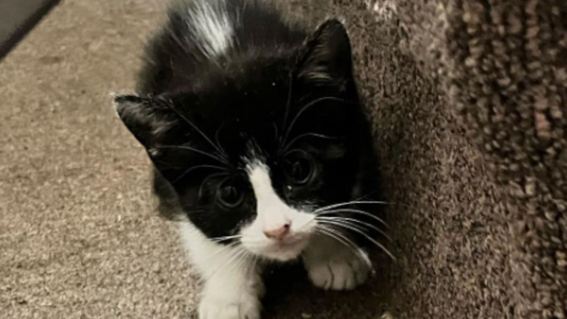 Florida Woman Completely Melts When She Sees Two Tiny Eyes