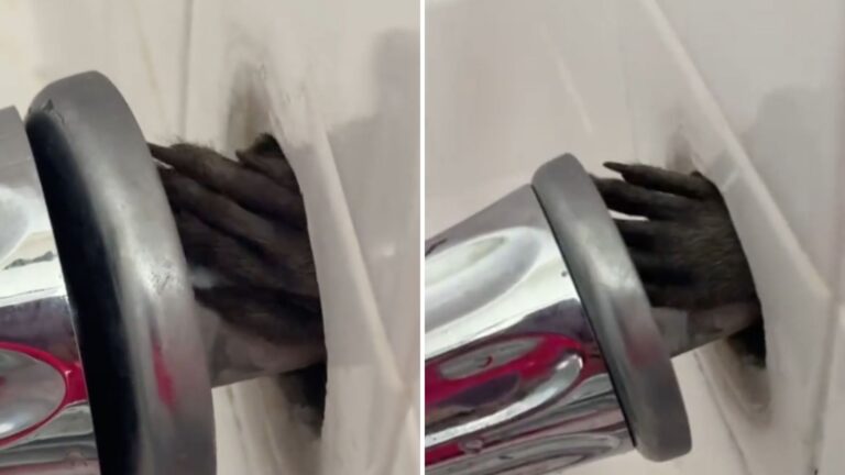 Florida Woman Gets The Shock Of Her Life