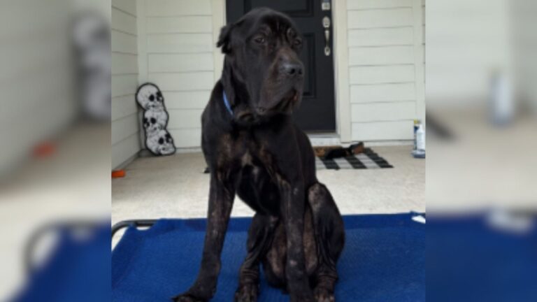 Florida Woman Heartbroken When Desperate Cane Corso