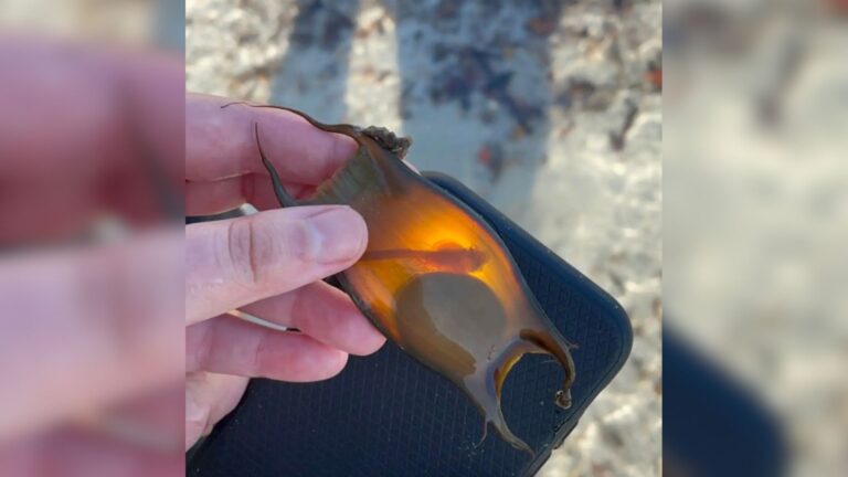 Florida Woman Picks Up A Strange Object On The Beach