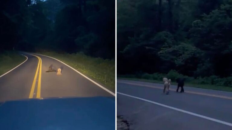 Georgia Woman Finds Two Poodles Lying On The Road