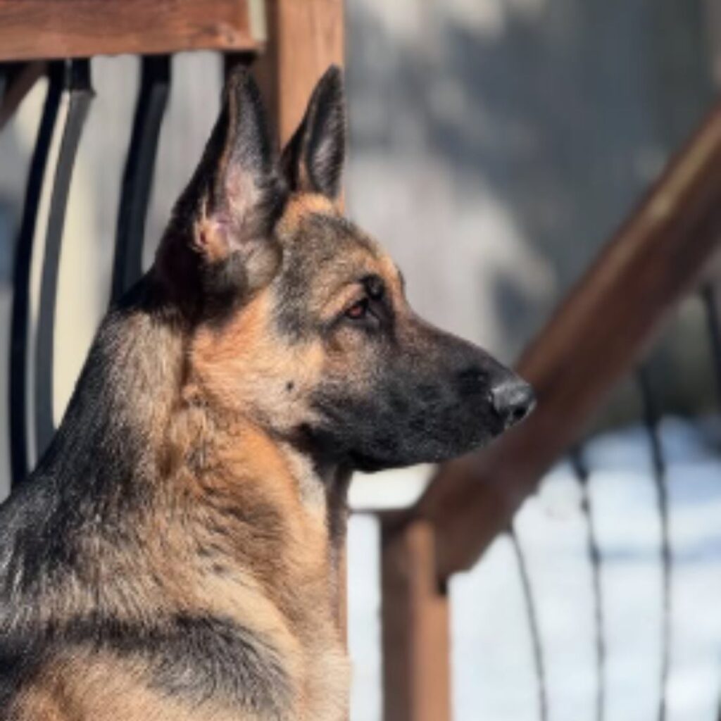 German Shepherd looking into the distance