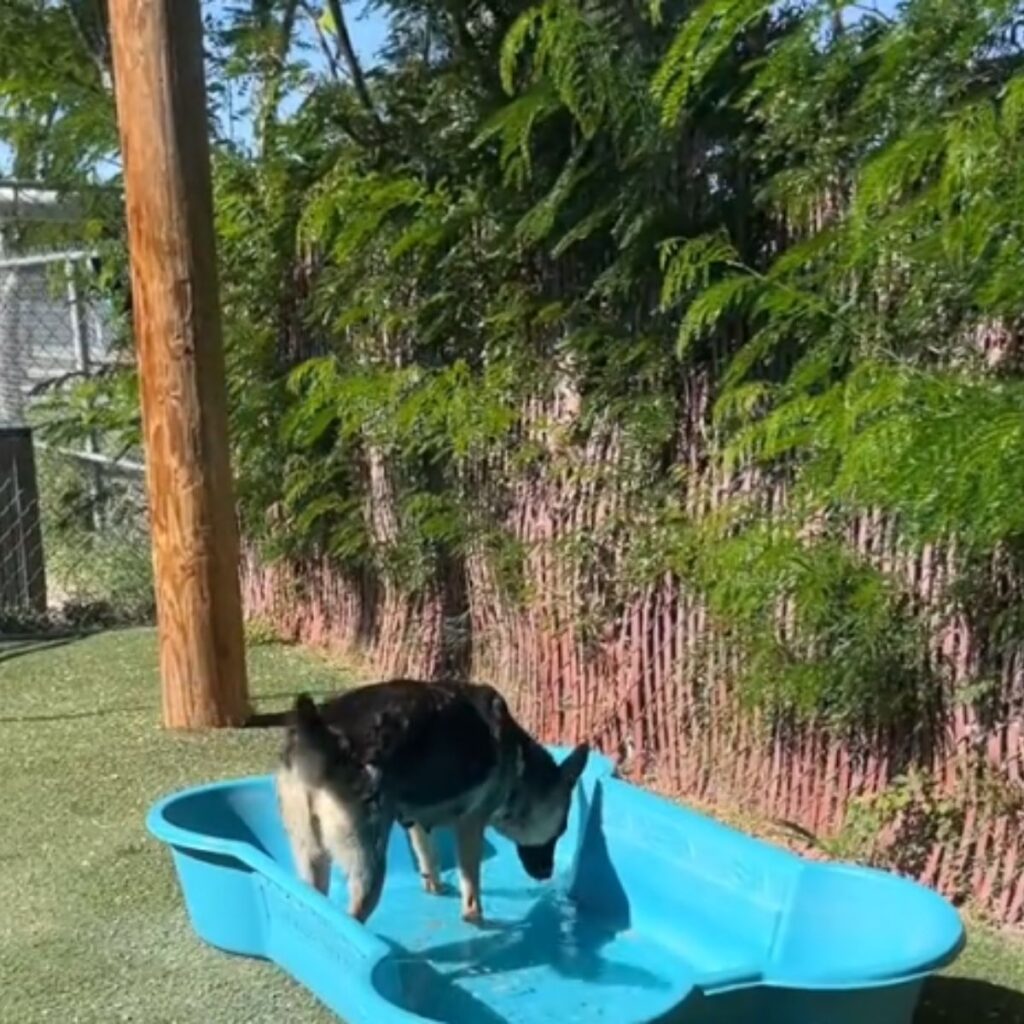 German shepherd in blue tank