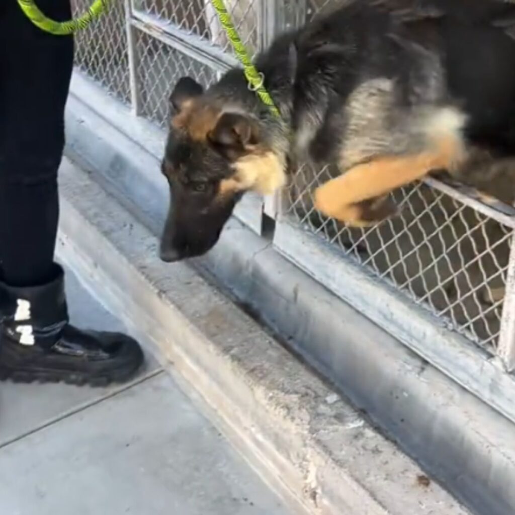 German shepherd jumps over a fence