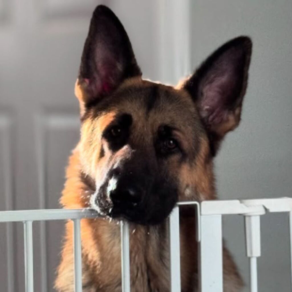 German shepherd leaning on a fence