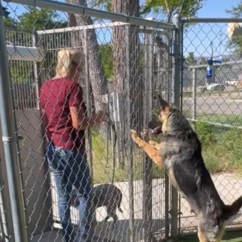 German shepherd standing by the fence