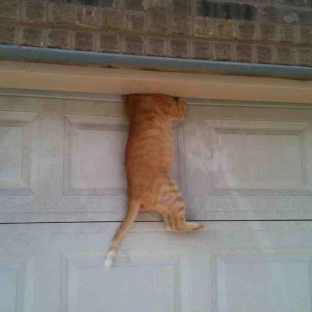 Ginger cat hanging on the door