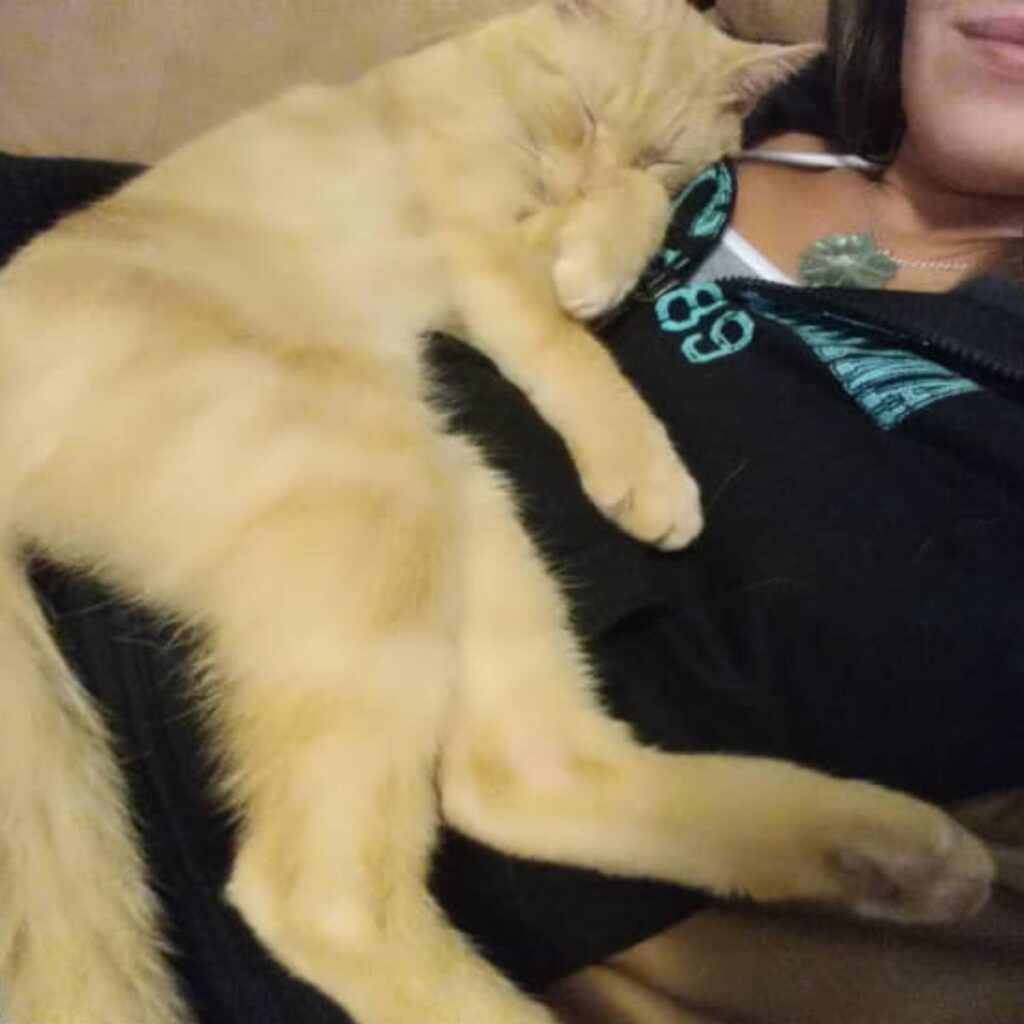 Ginger cat sleeping on woman's chest