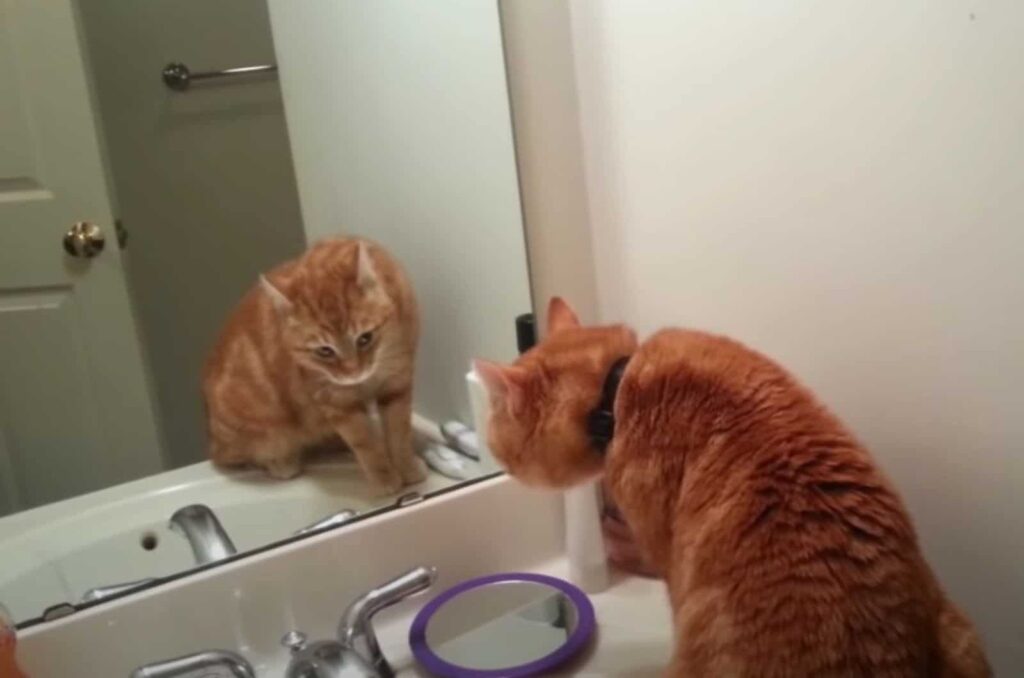 Ginger cat tilts its head in front of the mirror