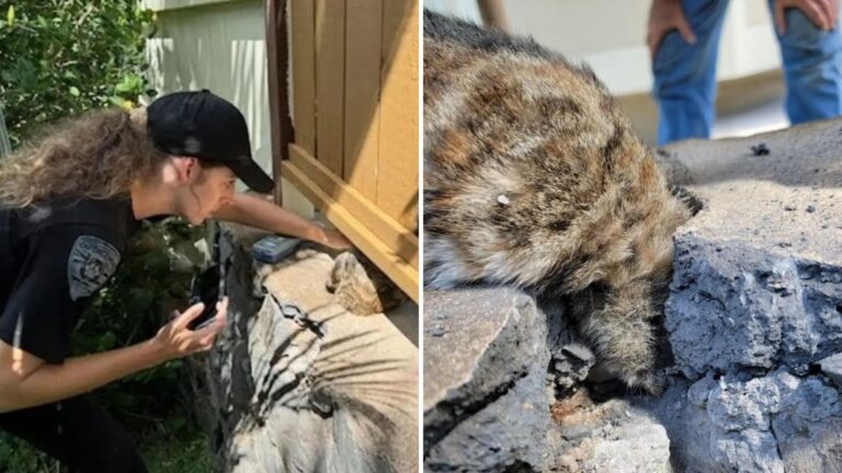 Hawaii Couple Feeding Stray Cats