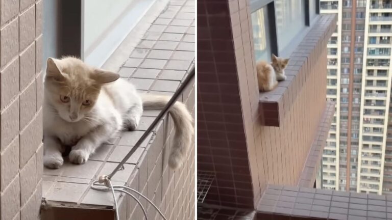 High-Rise Rescue Turns Dramatic As Stranded Cat