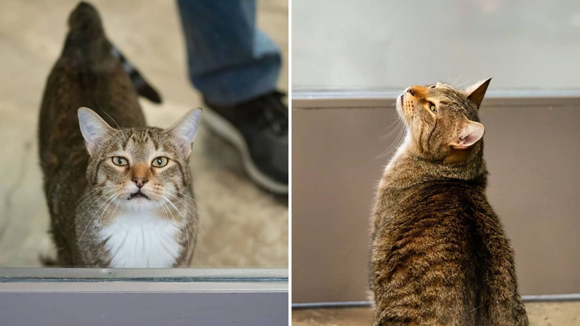 Houston Shelter Cat Known For His “Jailbreaks”