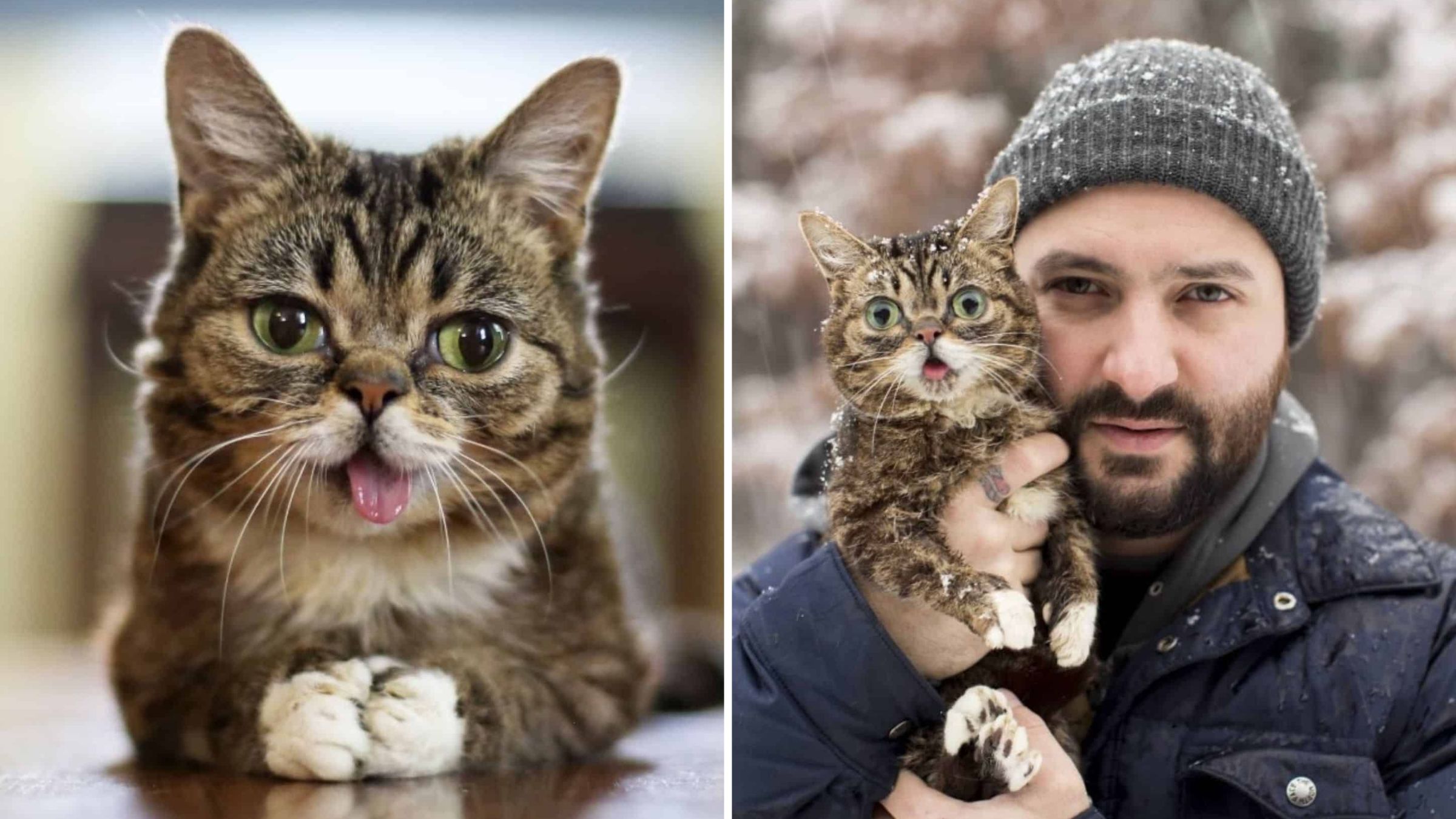 Indiana Man Finds Small Cat In Tool Shed