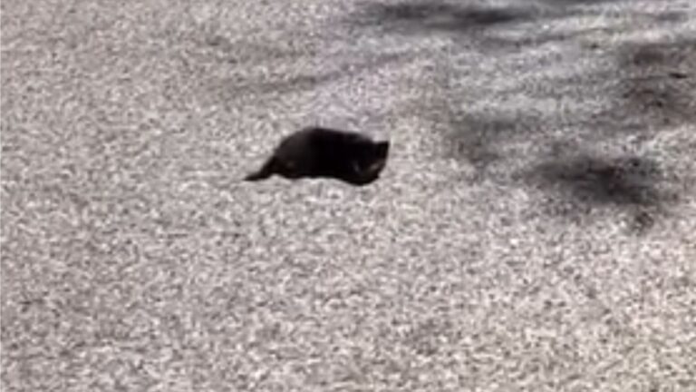 Kentucky Man Stops For A Black 'Spot' On Road