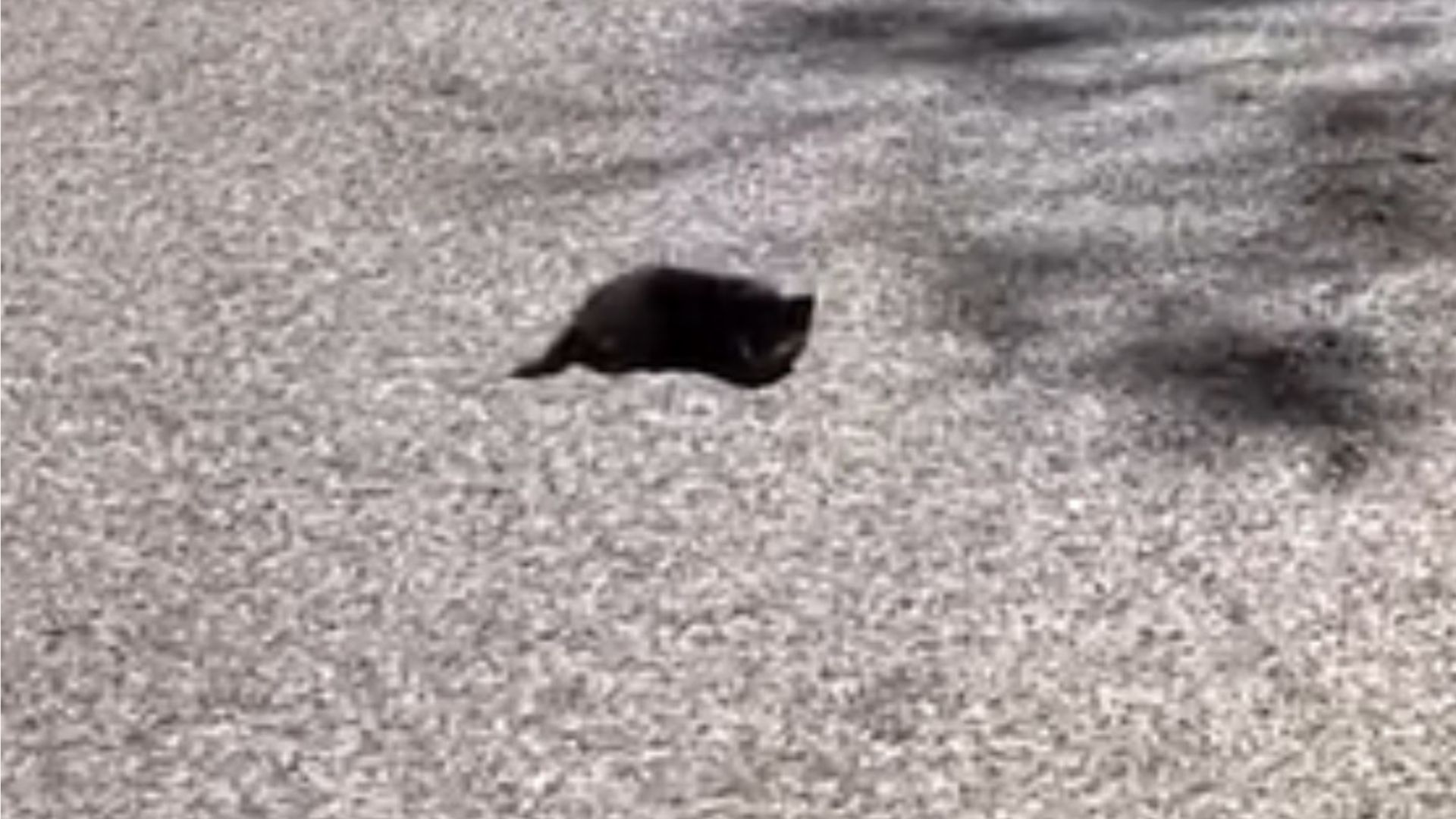 Kentucky Man Stops For A Black 'Spot' On Road