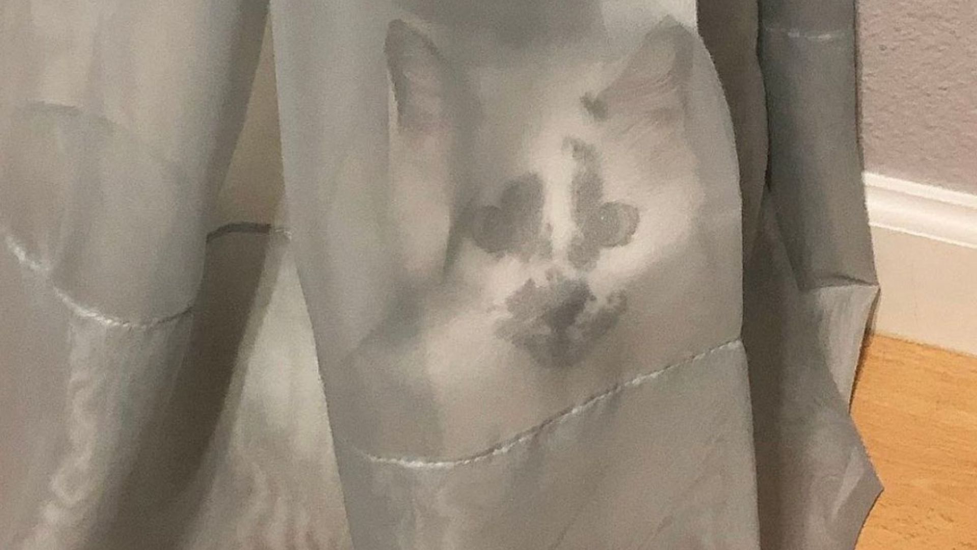 Kitten Pulled From Florida Construction Site Leaves