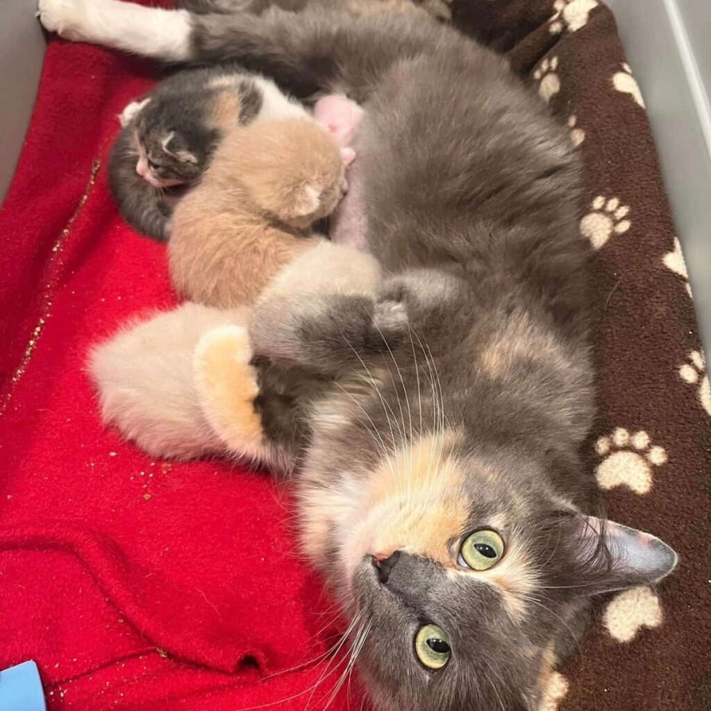 Kittens suckle mother cat
