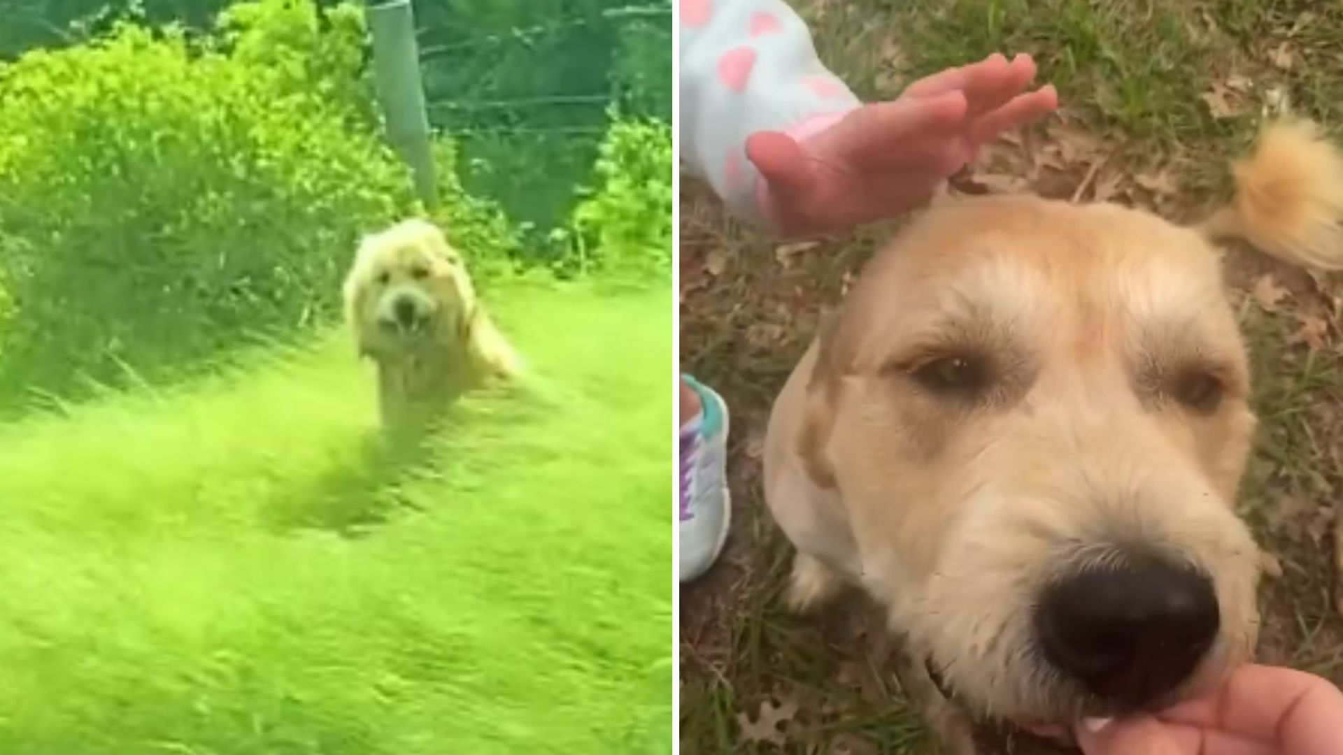 Lonely Dog Abandoned On Michigan