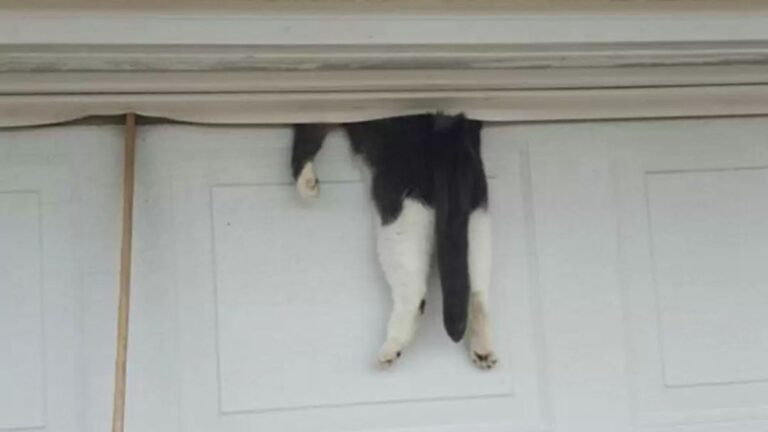 Louisiana Man Shuts His Garage Door