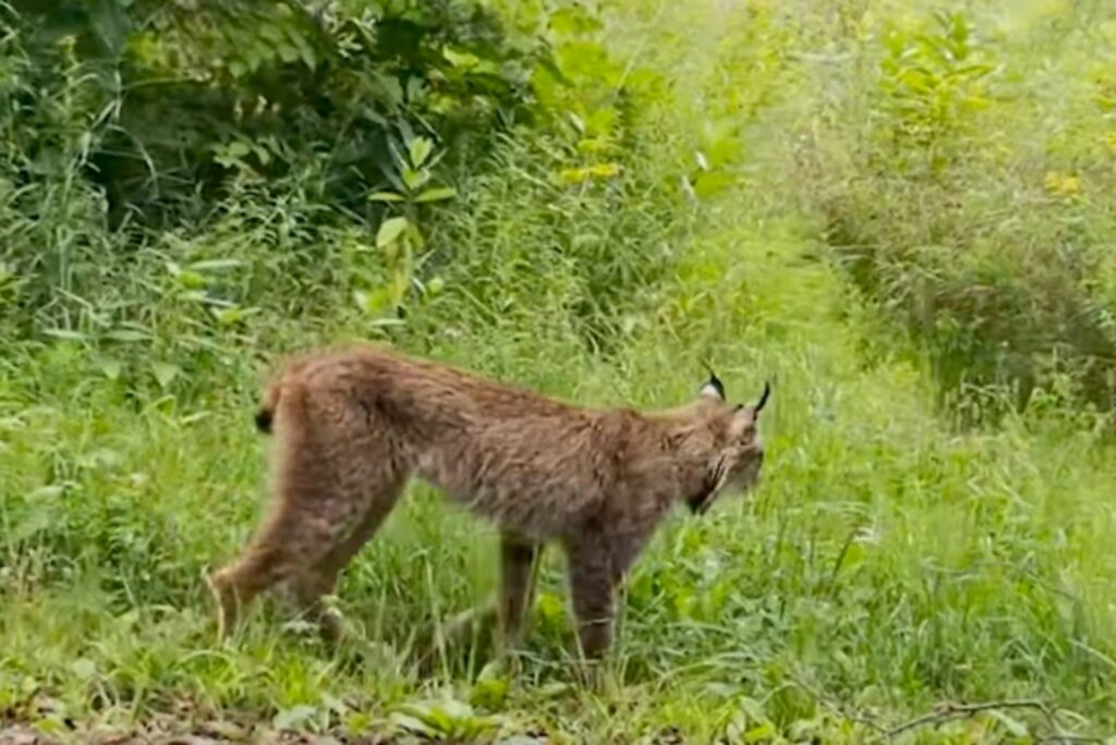 Lynx on the grass in the field