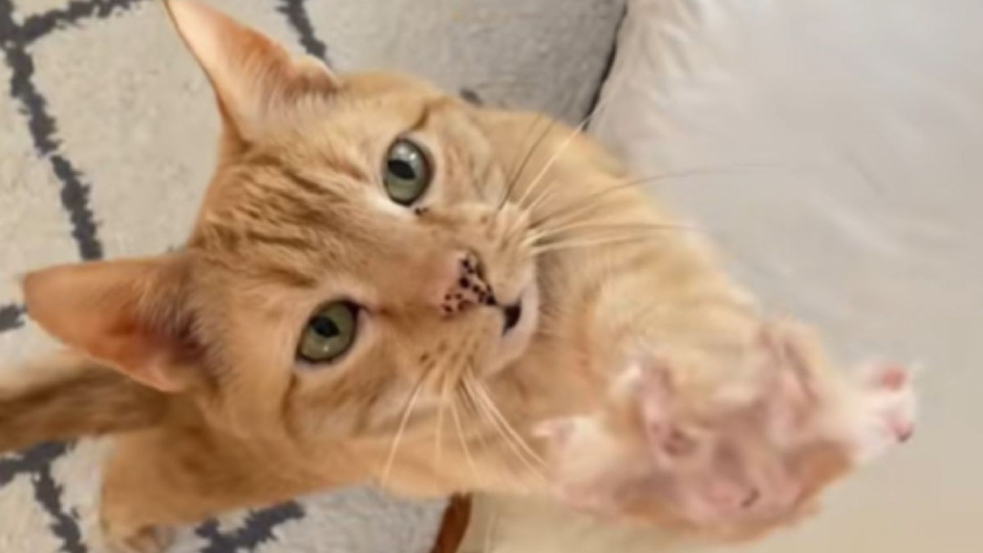 Massachusetts Woman Starts Freaking