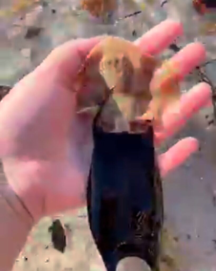 Mermaids hatch in a woman's hand