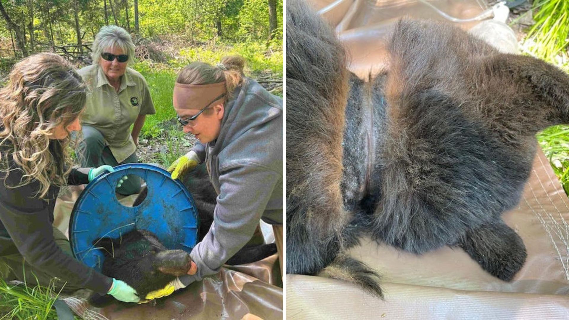 Michigan Bear Who Survived Years With Plastic Lid Stuck