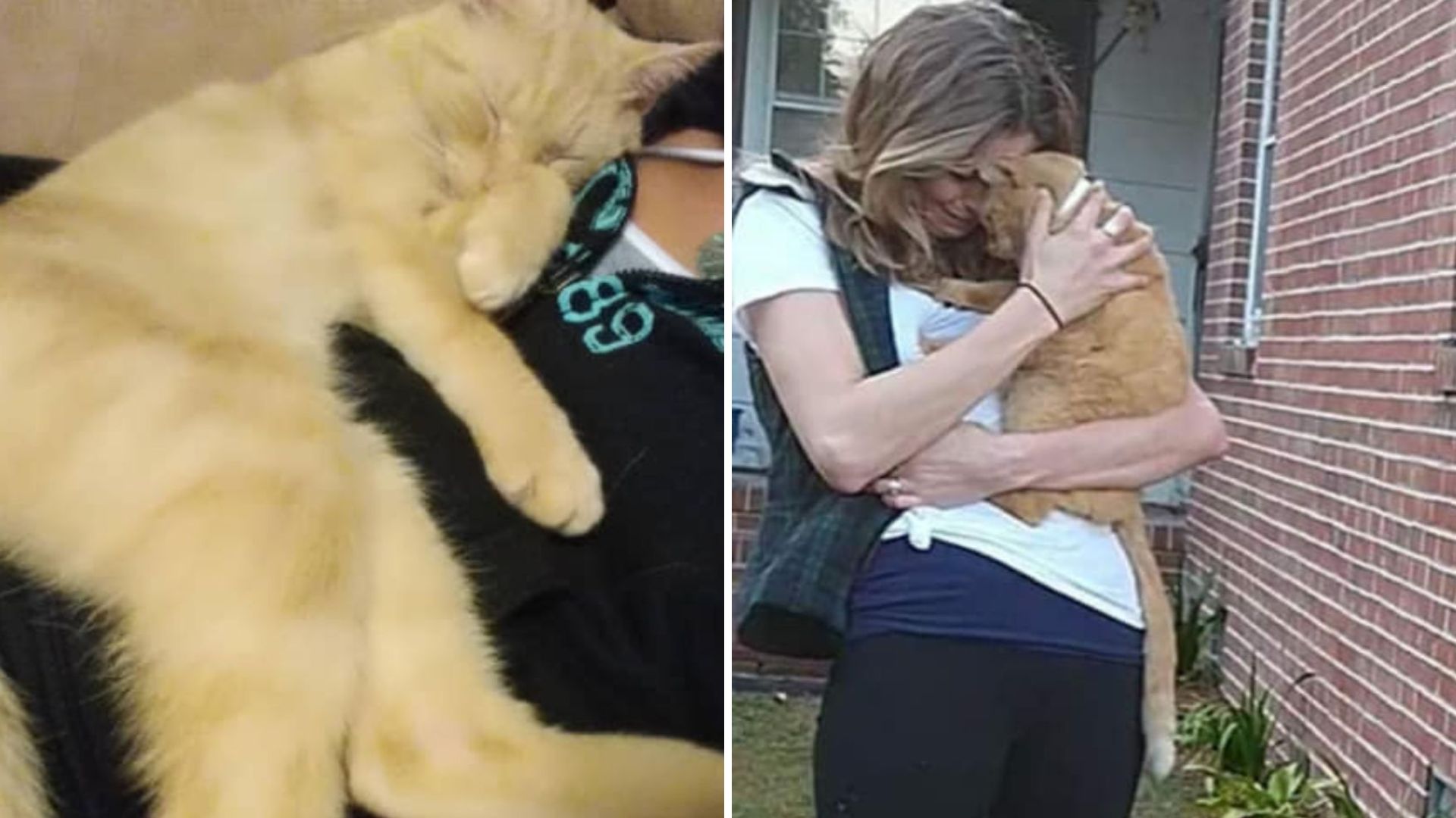 Michigan Family Reunited With Their Cat