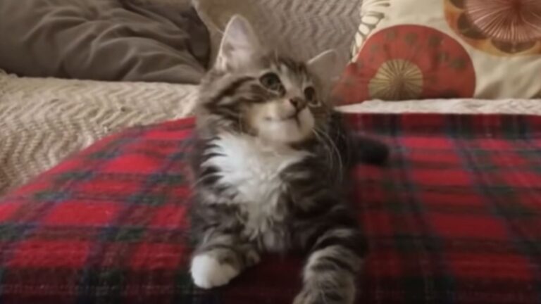 Michigan Kitten’s Reaction To Her Favorite Song