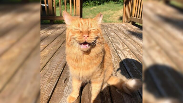 Michigan Man Spends A Year To Befriend A Stray Cat