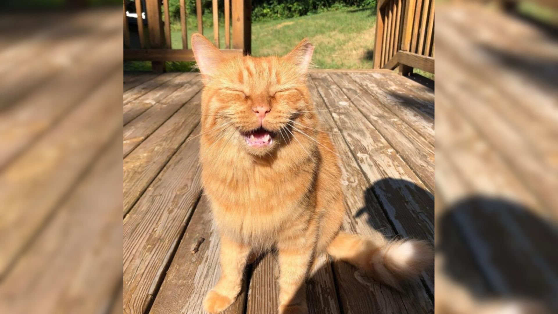 Michigan Man Spends A Year To Befriend A Stray Cat