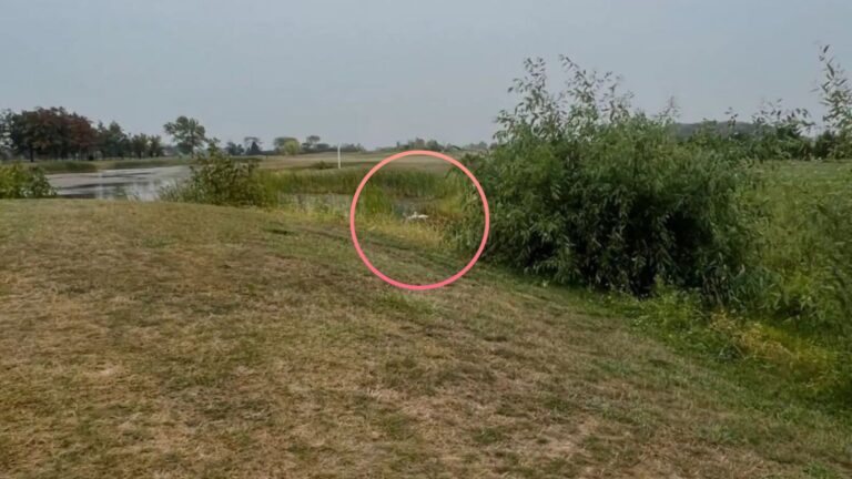 Michigan Rescuers Race To Save Feathered Pair