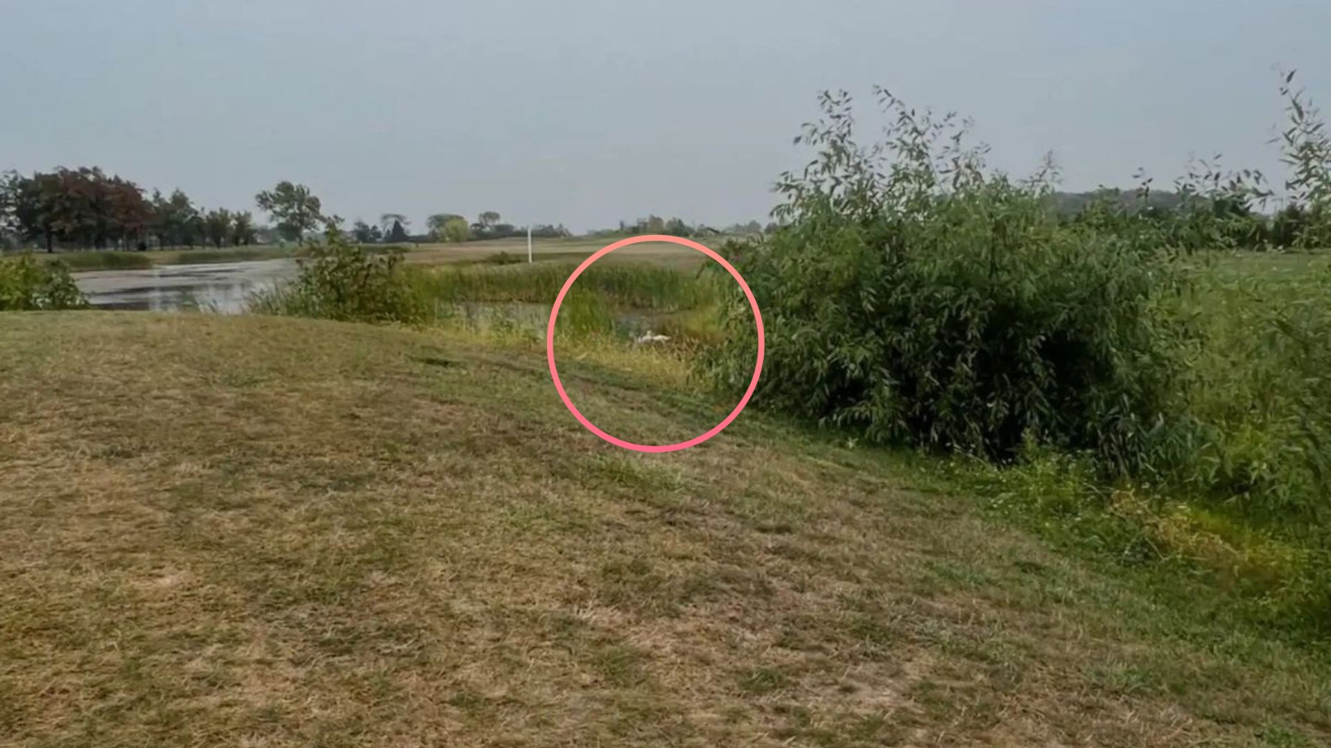 Michigan Rescuers Race To Save Feathered Pair