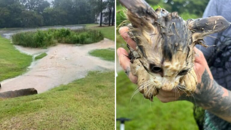 Mississippi Team Searches A Flooded Marsh