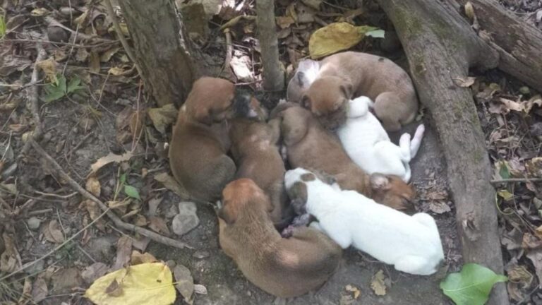 Missouri Hikers Stumble Upon A Heartbreaking Discovery In The Woods