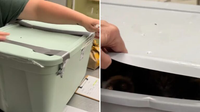 Missouri Man Opens Mysterious Bins Left In His Yard